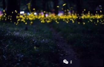 11月8日夜虫秀，月夜虫鸣，友情闪耀的温馨之旅