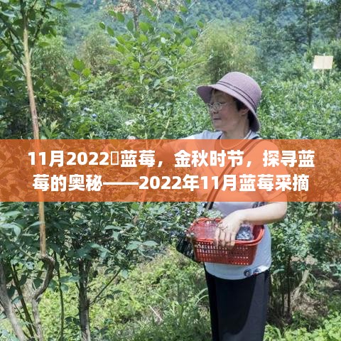 金秋蓝莓采摘之旅，探寻蓝莓奥秘的旅程（2022年11月）