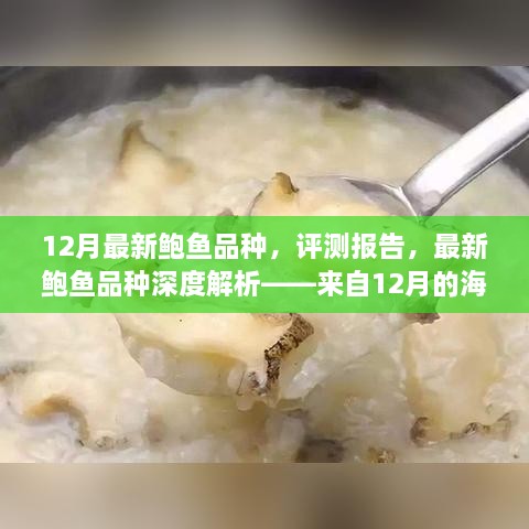 12月海洋馈赠，最新鲍鱼品种深度解析与评测报告