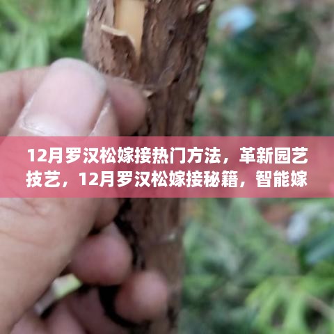 12月罗汉松嫁接秘籍，革新园艺技艺，智能工具引领新潮流