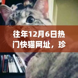 历年12月6日热门快猫网址大盘点，珍藏版精彩内容一网打尽！