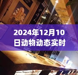 动物动态追踪探秘，小巷深处的神秘小店之旅，2024年12月10日实时追踪之旅