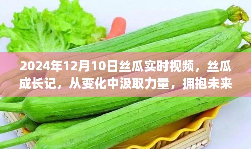 丝瓜成长记，从变化中汲取力量，拥抱未来的自信与成就——实时视频记录至2024年12月10日