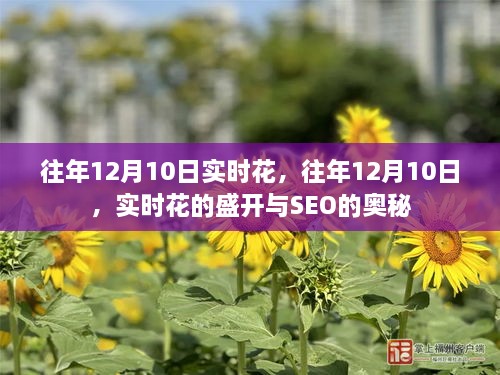 揭秘实时花盛开背后的SEO奥秘，历年十二月十日观察报告