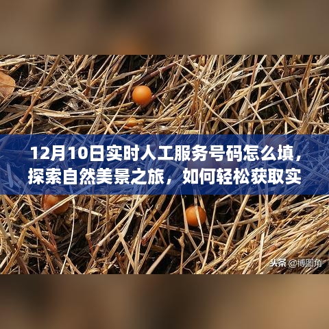 探索自然美景之旅，获取实时人工服务号码指南与启程寻找宁静之地的启示