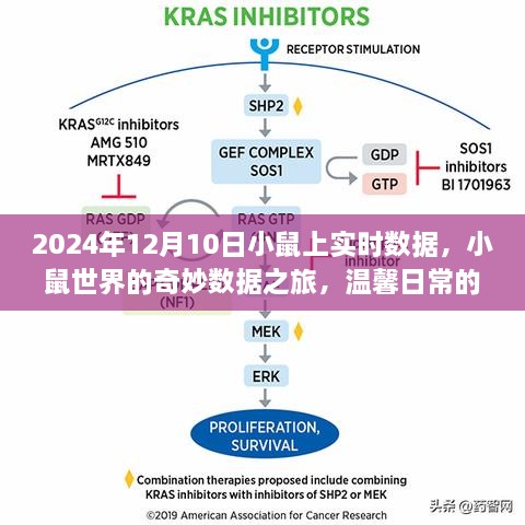 小鼠世界的奇妙数据之旅，温馨日常的欢乐时光（实时数据分享）