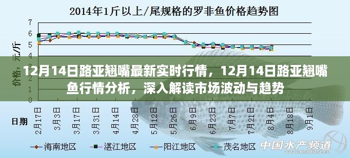 最新路亚翘嘴鱼行情深度解读，市场波动与趋势分析（12月14日）