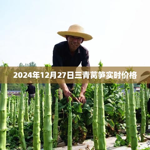 三青莴笋最新实时价格（2024年12月27日）