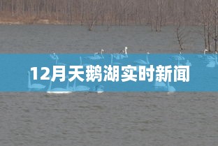 天鹅湖最新实时新闻报道