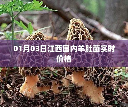 江西羊肚菌实时价格更新（最新行情）