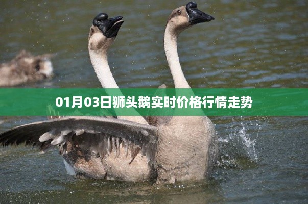 狮头鹅价格行情走势分析（最新实时更新）