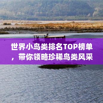 世界小鸟类排名TOP榜单，带你领略珍稀鸟类风采！