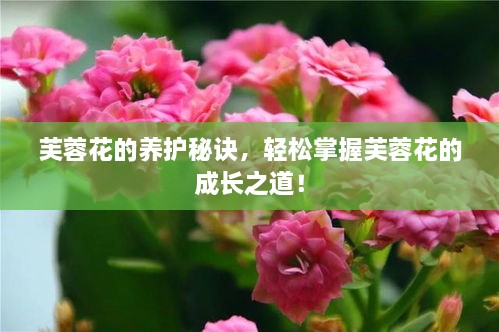 芙蓉花的养护秘诀，轻松掌握芙蓉花的成长之道！