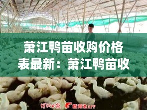 萧江鸭苗收购价格表最新：萧江鸭苗收购价格表最新图片 