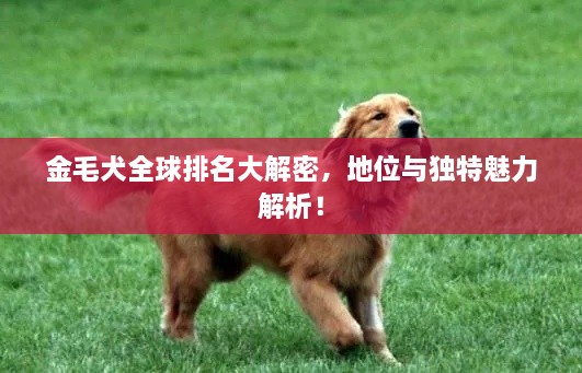 金毛犬全球排名大解密，地位与独特魅力解析！