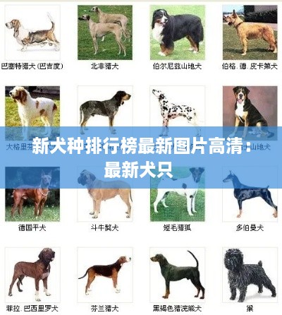 新犬种排行榜最新图片高清：最新犬只 