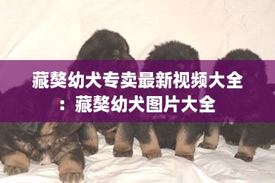 藏獒幼犬专卖最新视频大全：藏獒幼犬图片大全 