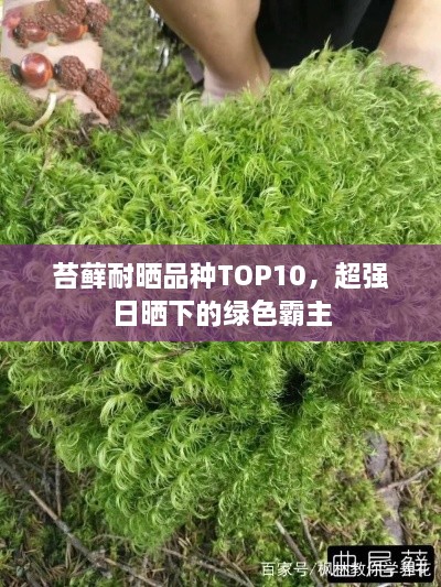 苔藓耐晒品种TOP10，超强日晒下的绿色霸主