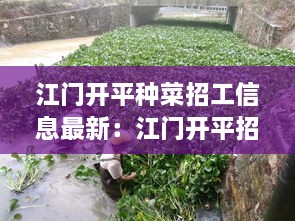 江门开平种菜招工信息最新：江门开平招工网 