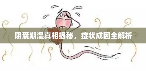 阴囊潮湿真相揭秘，症状成因全解析