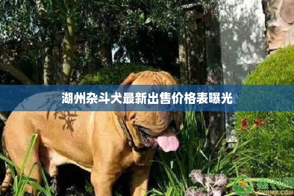 湖州杂斗犬最新出售价格表曝光