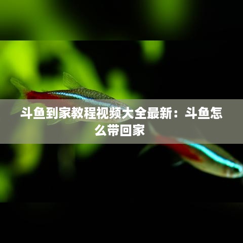 斗鱼到家教程视频大全最新：斗鱼怎么带回家 