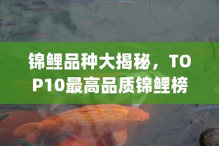 锦鲤品种大揭秘，TOP10最高品质锦鲤榜单