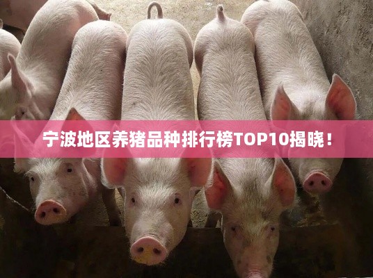 宁波地区养猪品种排行榜TOP10揭晓！