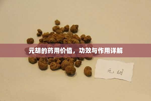 元胡的药用价值，功效与作用详解