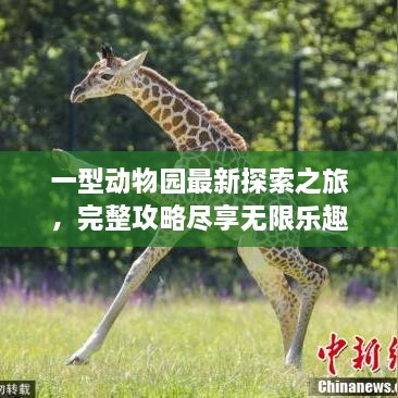 一型动物园最新探索之旅，完整攻略尽享无限乐趣！