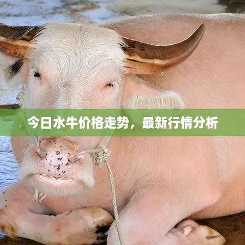 今日水牛价格走势，最新行情分析