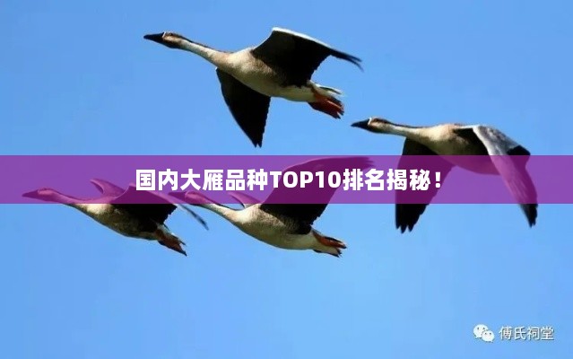 国内大雁品种TOP10排名揭秘！