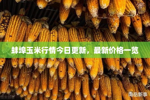 蚌埠玉米行情今日更新，最新价格一览