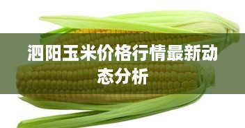 泗阳玉米价格行情最新动态分析