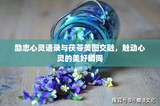 励志心灵语录与茯苓美图交融，触动心灵的美好瞬间