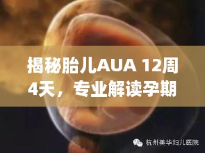 揭秘胎儿AUA 12周4天，专业解读孕期知识与胎儿成长奥秘