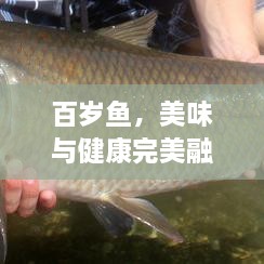 百岁鱼，美味与健康完美融合，吸引味蕾的绝佳佳肴！