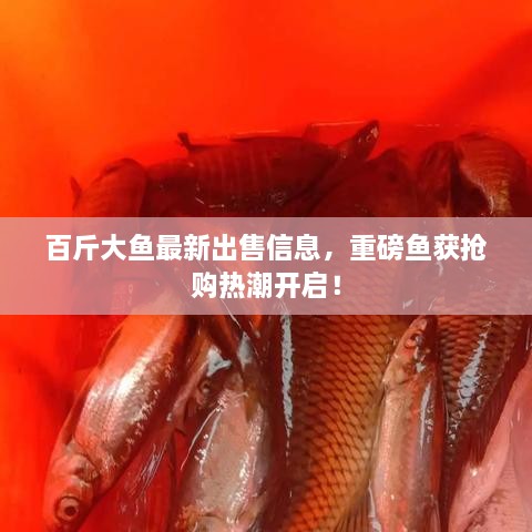 百斤大鱼最新出售信息，重磅鱼获抢购热潮开启！