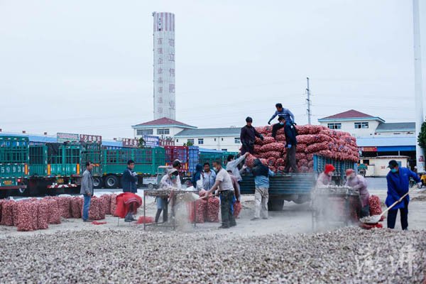 齐河大蒜最新价格,大蒜产地齐河