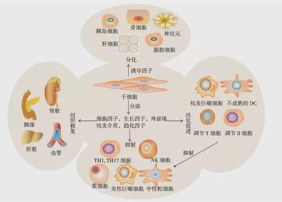 干细胞临床最新报道，干细胞研究背景及意义