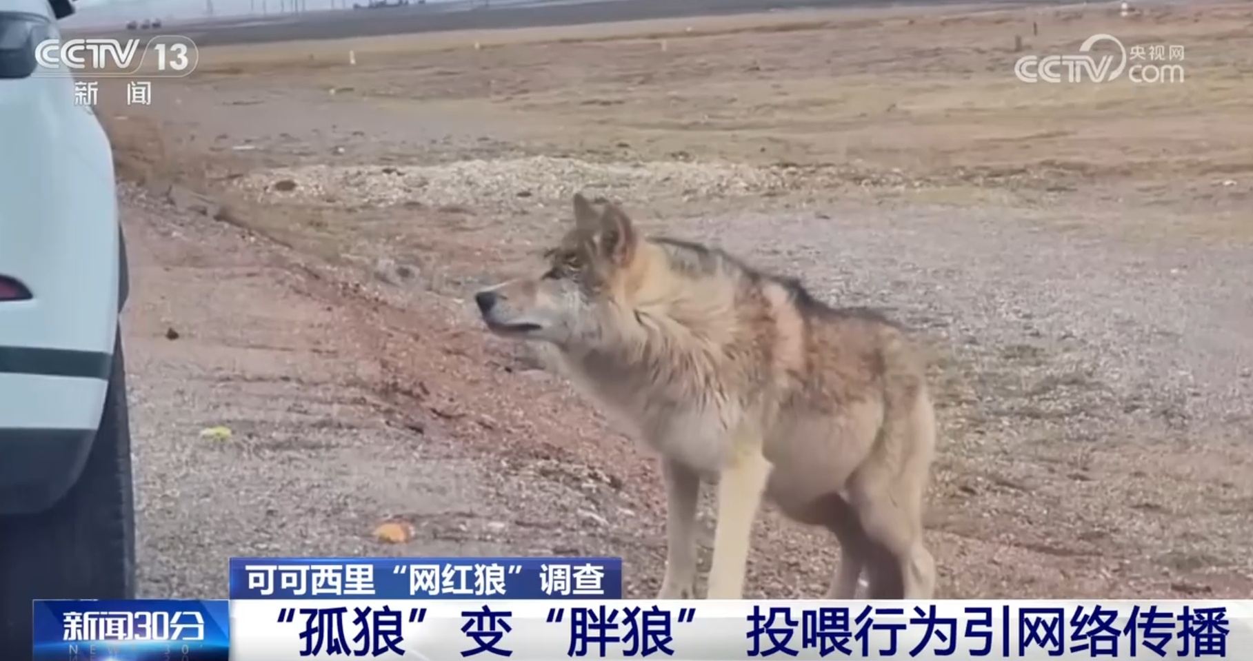 可可西里网红狼遭喂食狂欢，变身胖球引关注