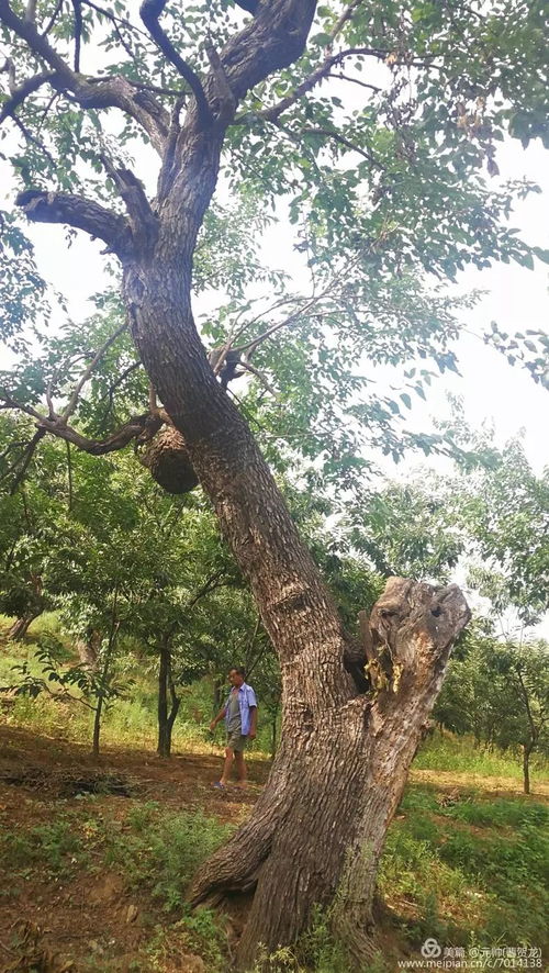 长白山珍稀古树群发现，生态价值与社会影响的深度探讨