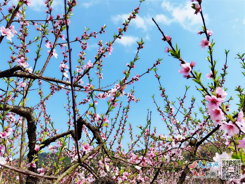 江西莲花县疫情最新动态，深度解析与全方位评估（11月7日更新）