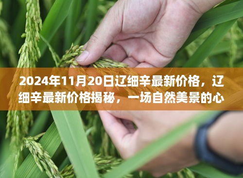 辽细辛最新价格揭秘，自然美景的心灵之旅（2024年11月20日）