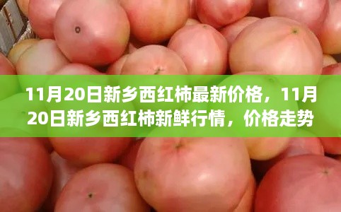 新乡西红柿最新行情及选购指南，11月20日价格走势与新鲜行情解析