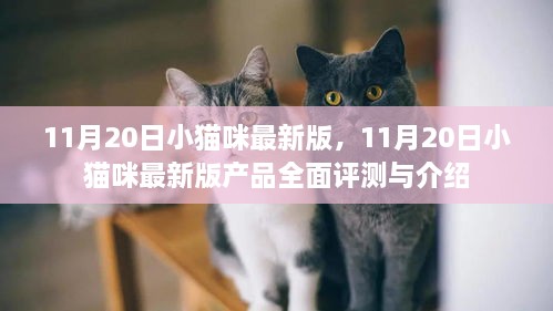 11月20日小猫咪最新版产品全面评测与介绍