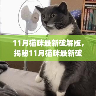 揭秘11月猫咪最新破解版，养猫新体验的三大要点