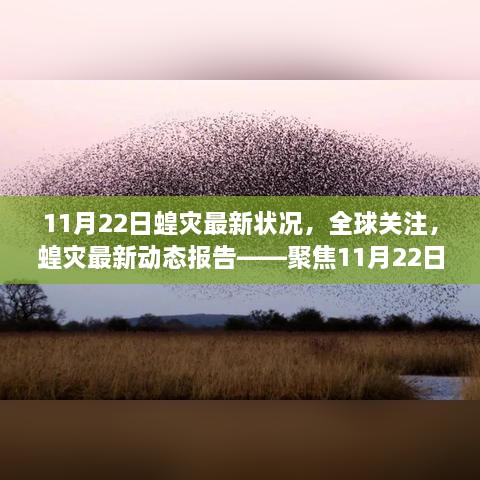 聚焦全球关注，蝗灾最新动态报告——11月22日状况分析