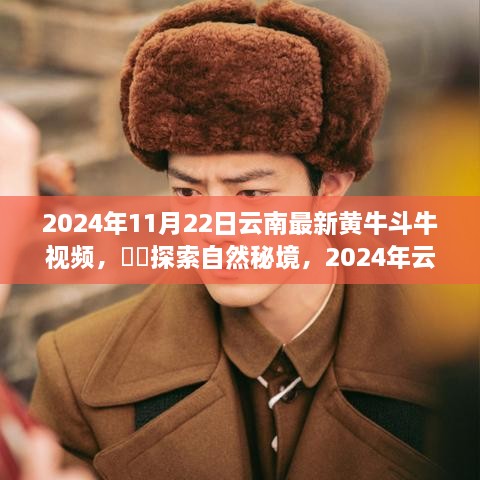 探索自然秘境，2024年云南黄牛斗牛盛典启程，寻找内心平静的力量