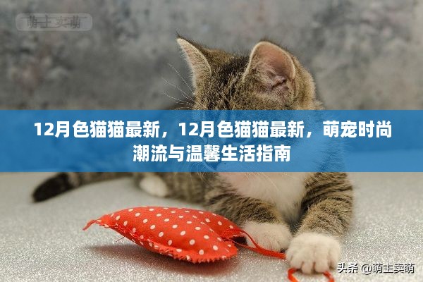 12月色猫猫最新，萌宠时尚潮流与温馨生活指南